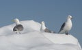 Black-legged Kittiwake on iceberg