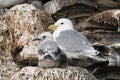 Black-legged Kittiwake Royalty Free Stock Photo