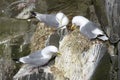 Black-legged Kittiwake nesting on cliff Royalty Free Stock Photo