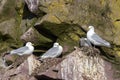 Black-legged Kittiwake nesting on cliff Royalty Free Stock Photo