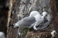 Black-Legged Kittiwake (Rissa tridactyla) adult feeding a chick on the nest, Iceland Royalty Free Stock Photo