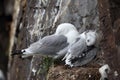 Black-Legged Kittiwake (Rissa tridactyla) adult feeding a chick on the nest, Iceland Royalty Free Stock Photo