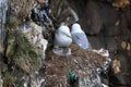 Black-Legged Kittiwake (Rissa tridactyla) adult feeding a chick on the nest, Iceland Royalty Free Stock Photo