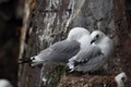 Black-Legged Kittiwake (Rissa tridactyla) adult feeding a chick on the nest, Iceland Royalty Free Stock Photo