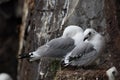 Black-Legged Kittiwake (Rissa tridactyla) adult feeding a chick on the nest, Iceland Royalty Free Stock Photo