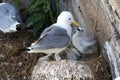 Black-Legged Kittiwake (Rissa tridactyla) adult feeding a chick on the nest, Iceland