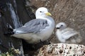 Black-Legged Kittiwake (Rissa tridactyla) adult feeding a chick on the nest, Iceland Royalty Free Stock Photo