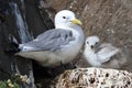 Black-Legged Kittiwake (Rissa tridactyla) adult feeding a chick on the nest, Iceland Royalty Free Stock Photo