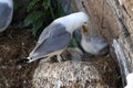 Black-Legged Kittiwake (Rissa tridactyla) adult feeding a chick on the nest, Iceland Royalty Free Stock Photo