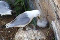 Black-Legged Kittiwake (Rissa tridactyla) adult feeding a chick on the nest, Iceland Royalty Free Stock Photo