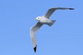 Black-legged Kittiwake - Rissa tridactyla Royalty Free Stock Photo