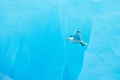 Black-legged Kittiwake, Rissa tridactyla, with blue ice glacier in background, Svalbard, Norway. Wildlife scene from nature. Royalty Free Stock Photo