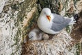 Black-legged Kittiwake - Rissa tridactyla with chick and egg. Royalty Free Stock Photo