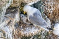 Black-legged Kittiwake - Rissa tridactyla with chicks. Royalty Free Stock Photo