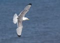 Black-legged Kittiwake - Rissa tridactyla in flight.