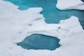 The black-legged kittiwake (Rissa tridactyla) flying over the ice in the Arctic Ocean, 82 degrees North Royalty Free Stock Photo