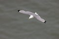 Black-legged Kittiwake - Rissa tridactyla in flight. Royalty Free Stock Photo