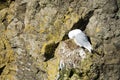 Black-legged kittiwake, Rissa tridactyla