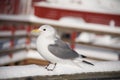 Black-legged Kittiwake Rissa tridactyla Royalty Free Stock Photo