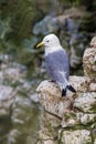 Black-legged Kittiwake - Rissa tridactyla perched on a cliff face.