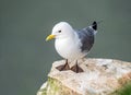 Black-legged Kittiwake - Rissa tridactyla at rest, Yorkshire Royalty Free Stock Photo