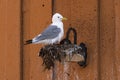 Black-legged kittiwake, Rissa tridactyla, sitting on a nest situated on a lamp on a building with a wooden facade Royalty Free Stock Photo