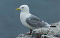 The Black-legged Kittiwake