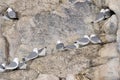 Black-legged Kittiwakes (Rissa tridactyla) nesting