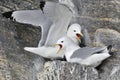 Black-legged Kittiwakes (Rissa tridactyla) nesting Royalty Free Stock Photo