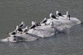 Black-legged Kittiwakes - Rissa tridactyla