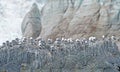 Black Legged Kittiwakes on a Rocky Island by a Massive Glacier Royalty Free Stock Photo