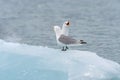 Black Legged Kittiwakes Screaming on the Ice Royalty Free Stock Photo