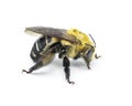 black legged longhorn bee - Svastra atripes - is a species of long horned bee in the family Apidae. Female have shorter antennae Royalty Free Stock Photo