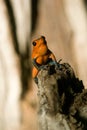 Black-legged poison frog