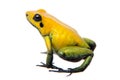 Black-legged poison frog on white Royalty Free Stock Photo