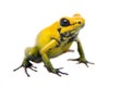 Black-legged poison frog on white Royalty Free Stock Photo