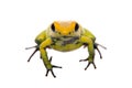 Black-legged poison frog on white Royalty Free Stock Photo