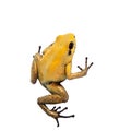 Black-legged poison frog on white Royalty Free Stock Photo