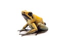 Black-legged poison frog on white Royalty Free Stock Photo