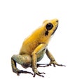 Black-legged poison frog on white Royalty Free Stock Photo