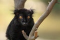 Black lemur