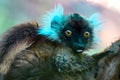 Black lemur Ã¢â¬â Baby, Portrait. Eulemur macaco, Madagascar nature. Royalty Free Stock Photo