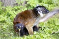 Black lemur, Eulemur m. macaco, female with young Royalty Free Stock Photo