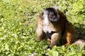 Black lemur, Eulemur m. macaco, female with young Royalty Free Stock Photo