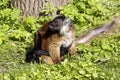 Black lemur, Eulemur m. macaco, female with young Royalty Free Stock Photo