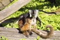 Black lemur, Eulemur m. macaco, female with young Royalty Free Stock Photo