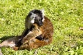 Black lemur, Eulemur m. macaco, female with young Royalty Free Stock Photo