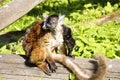 Black lemur, Eulemur m. macaco, female with young Royalty Free Stock Photo