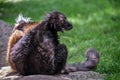 Black Lemur (Eulemur macaco)