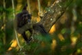 Black lemur, Eulemur macaco, face detail portrait with yellow eye. Red brown monkey on the tree, nature habitat in the green Royalty Free Stock Photo